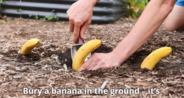 Bury a banana in the ground – it’s amazing what happens after 7 days