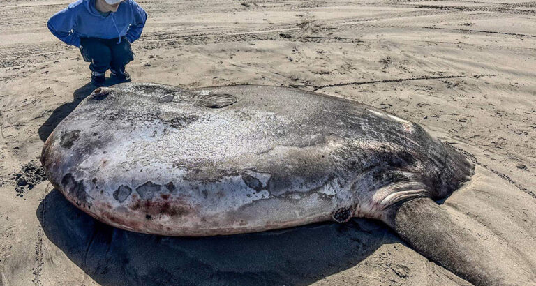 Rare Sunfish Discovered on US West Coast