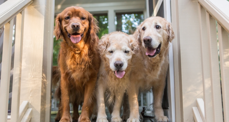 Woman asks neighbor to watch dogs – then receives a letter from him that reduces her to tears