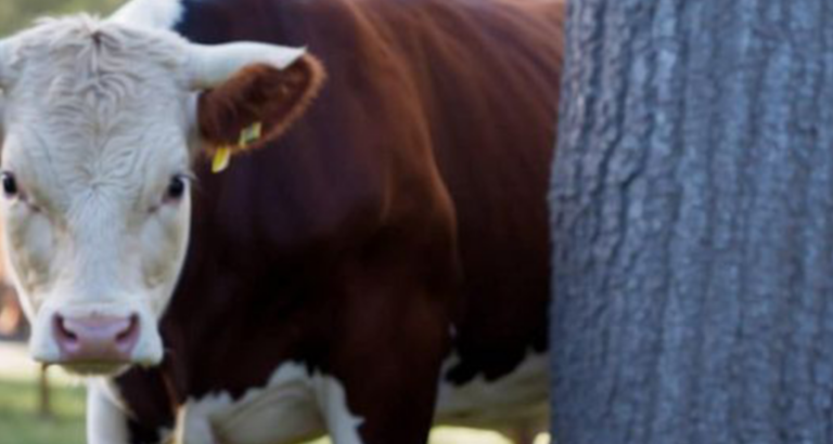 The cow began to lose milk, and the farmer noticed that she was leaving in the evening for the forest. He decided to follow