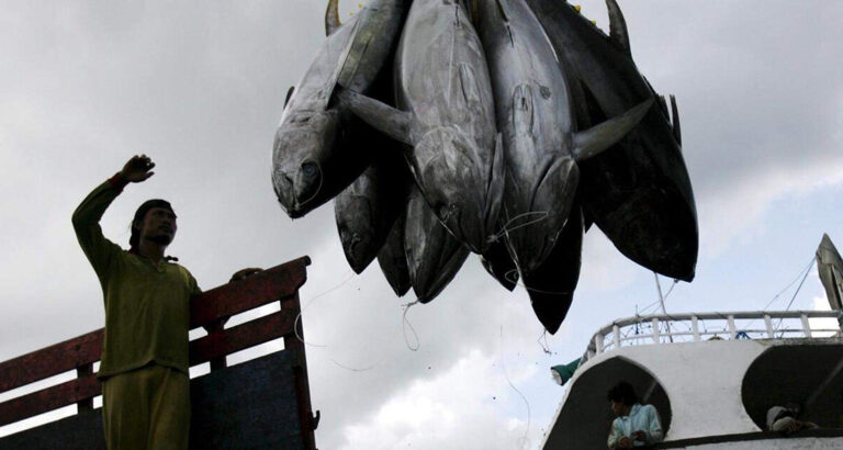 Emergency Brake in Global Fisheries