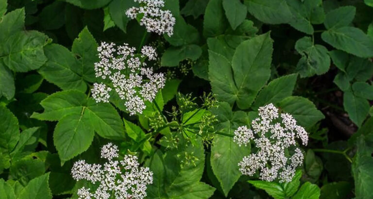 Ground Elder: How to Get Rid of This Persistent Weed