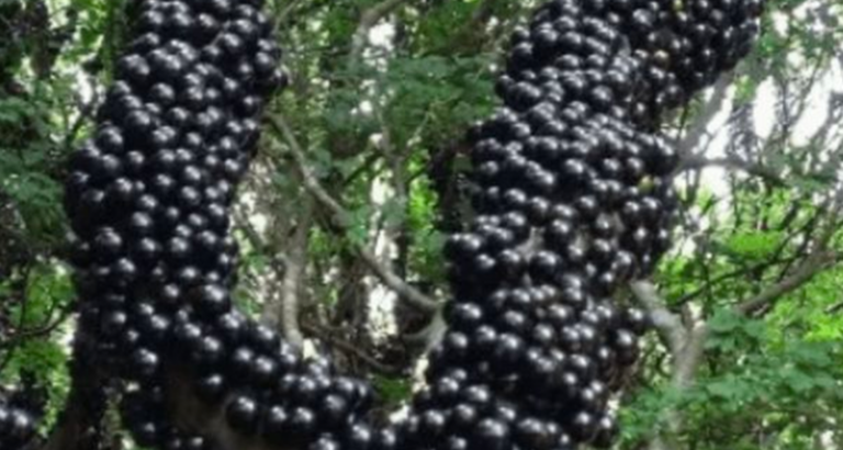 An Energizing Fruit with Multiple Uses