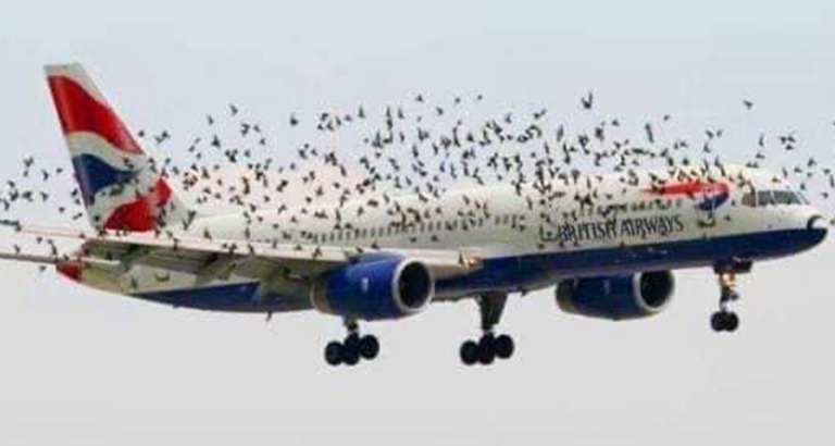 The pilot’s emotional reaction when he discovered why birds were flying alongside the plane