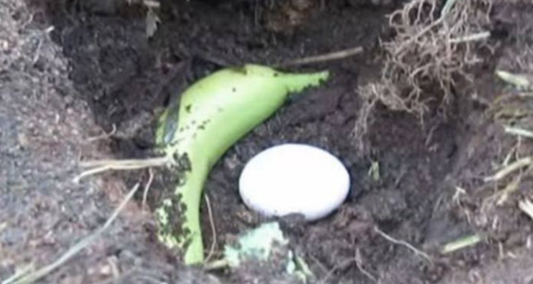 You can avoid using chemical fertilizers by using a miracle fertilizer.