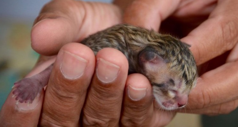 Family finds abandoned cat on the street – look closer and realize it’s not a regular kitten