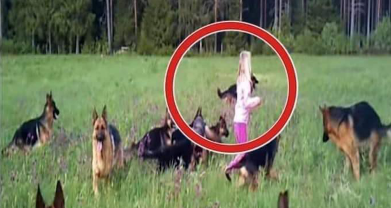 The moment the girl raised her hands in the air, a great thing happened. 14 dogs surrounded her.