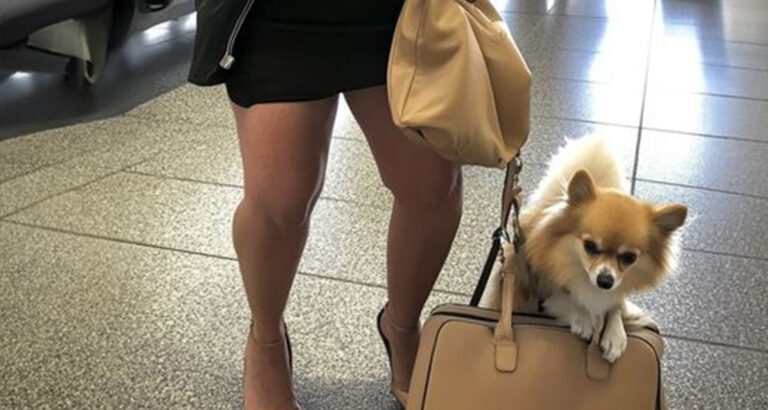 Entitled Woman Lets Her Dog Poop on The Airport Floor & Rudely Orders Staff to Clean It So I Taught Her an Unforgettable Lesson