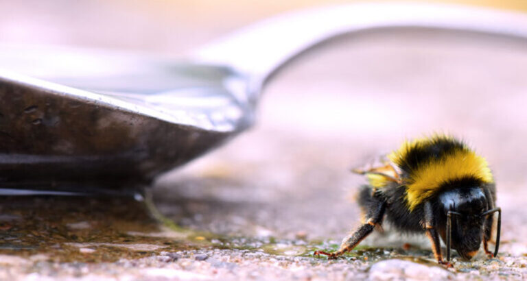 If you spot a sugary spoon in your yard, you had better know what it means