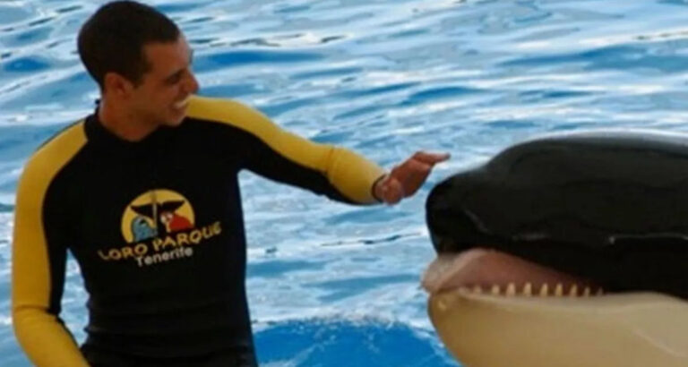 Footage Shows Tragic Death of SeaWorld Trainer After Being Savagely Killed By Whale