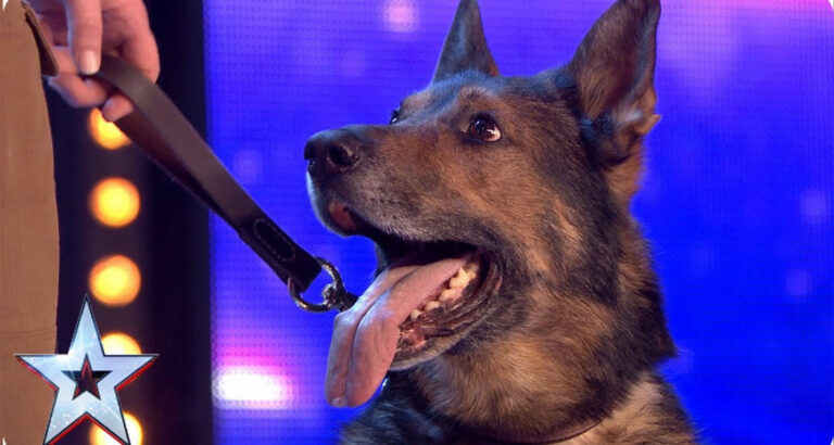 Simon Cowell Crying With Heroic police dog Finn moves the Judges to tears