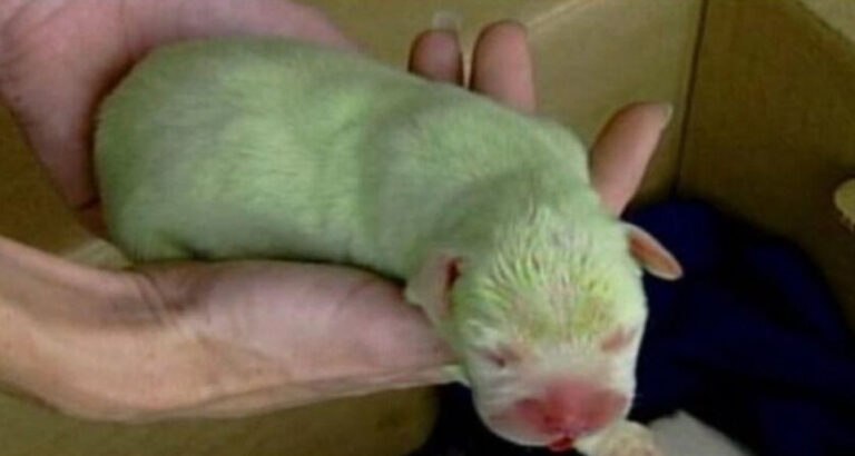 Unbelievable! Rio the Golden Retriever Gives Birth to a Green Puppy!