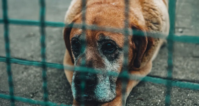I Adopted the Oldest Shelter Dog, Knowing She Had Only a Month Left – My Goal Was to Make It Her Happiest