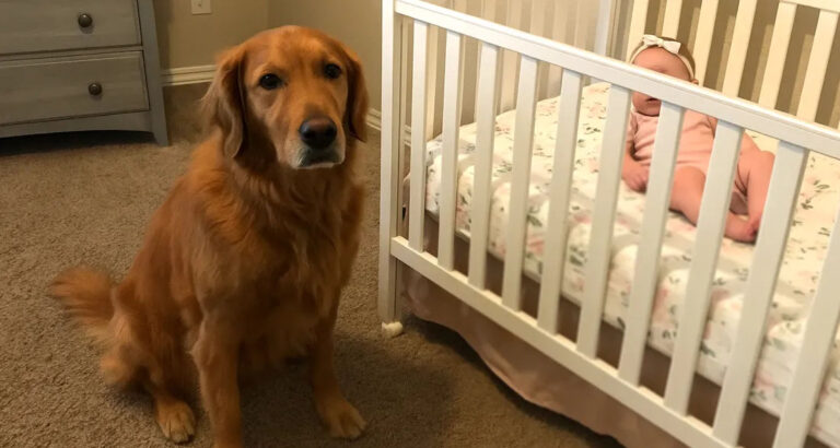 We Nearly Gave Away Our Golden Retriever Because He Barked at the Nanny — But Then I Checked the Camera Footage and Was Stunned