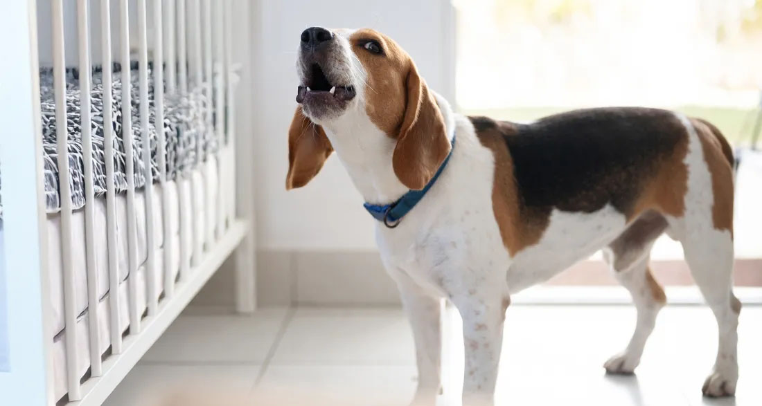 Our Dog Wouldn’t Stop Barking at Our Newborn’s Crib — What I Discovered Under the Mattress Left Me Stunned