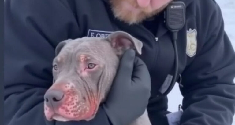 He Was Reported as ‘Aggressive.’ What the Officer Found Sitting in the Snow Was Something Far More Heartbreaking