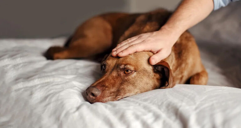 While My Family Fought Over Grandma’s Will, I Was the Only One Who Took Her Beloved Dog and Discovered the Secret She Left Behind — Story of the Day