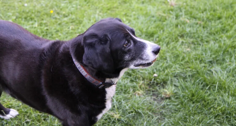 While My Sisters Fought for Grandma’s House, All I Took Was Her Old Dog — I Was Speechless When I Scanned the QR Code on His Collar